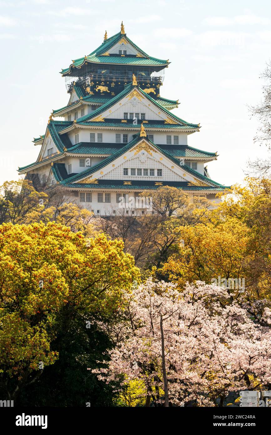 Le donjon de style borogata du château d'Osaka s'élève au-dessus d'arbres verts rétroéclairés et de cerisiers roses en fleurs sous le soleil éclatant, au printemps. Banque D'Images