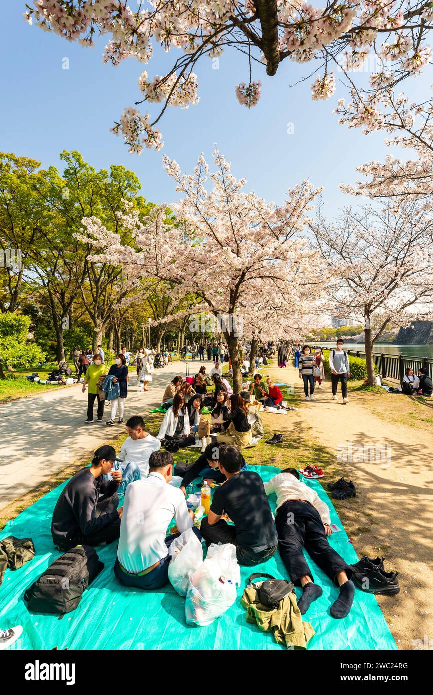 Japon, cerisier en fleur. Les gens assis sous les cerisiers en fleurs au soleil ont des fêtes et pique-niques au parc du château d'Osaka au printemps. Banque D'Images