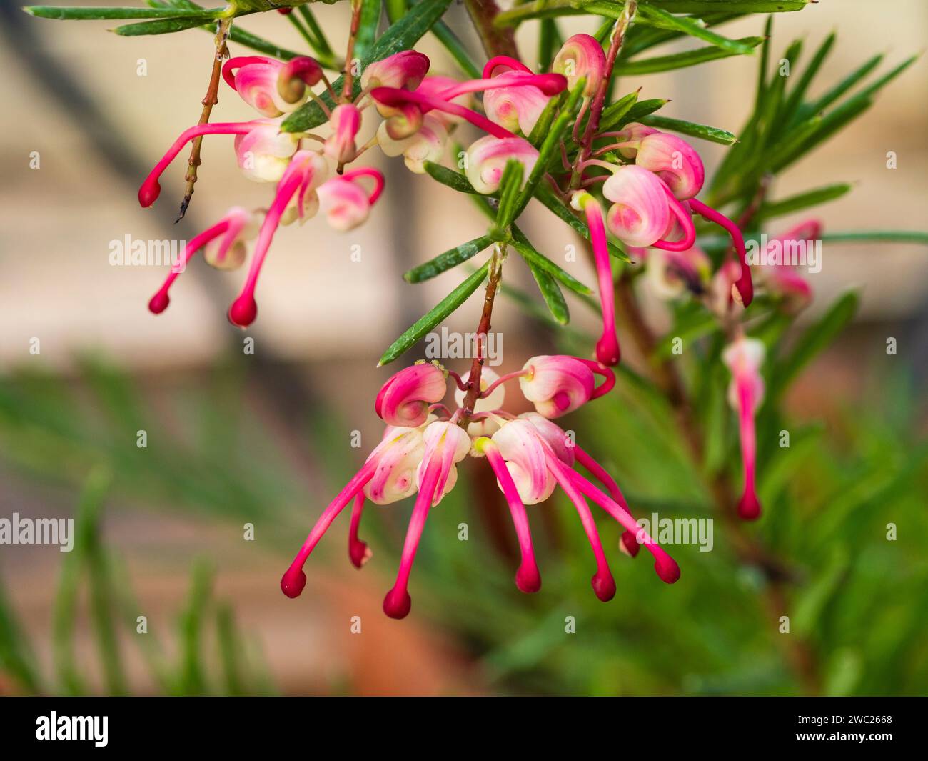Curieuses fleurs roses et crème du robuste arbuste australien à feuilles persistantes Grevillea rosmarinifolia 'Jenkinsii' Banque D'Images Curieuses fleurs roses et crème du robuste arbuste australien à feuilles persistantes Grevillea rosmarinifolia 'Jenkinsii' Banque D'Images
