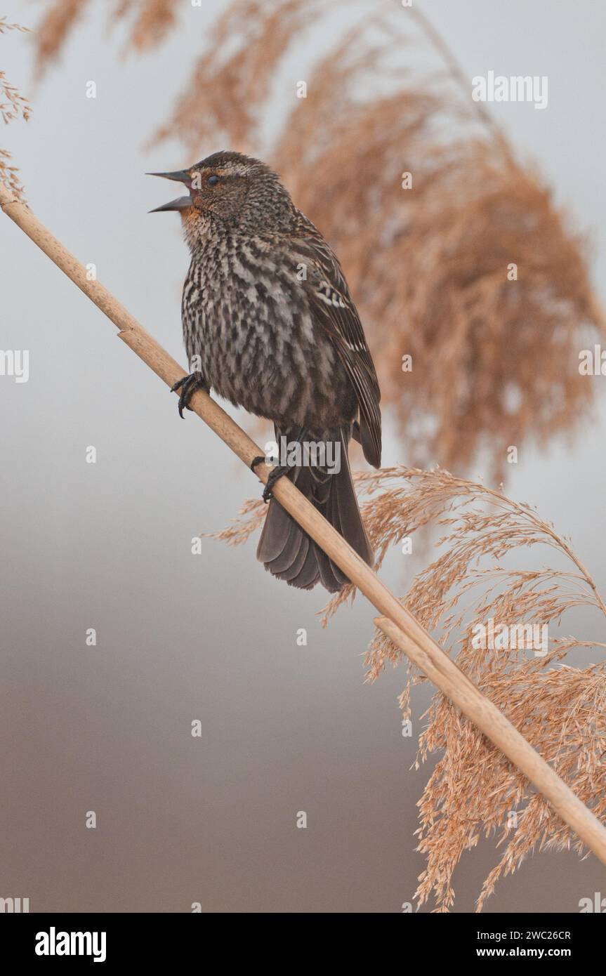 Blackbird aux ailes rouges perché sur une branche Banque D'Images