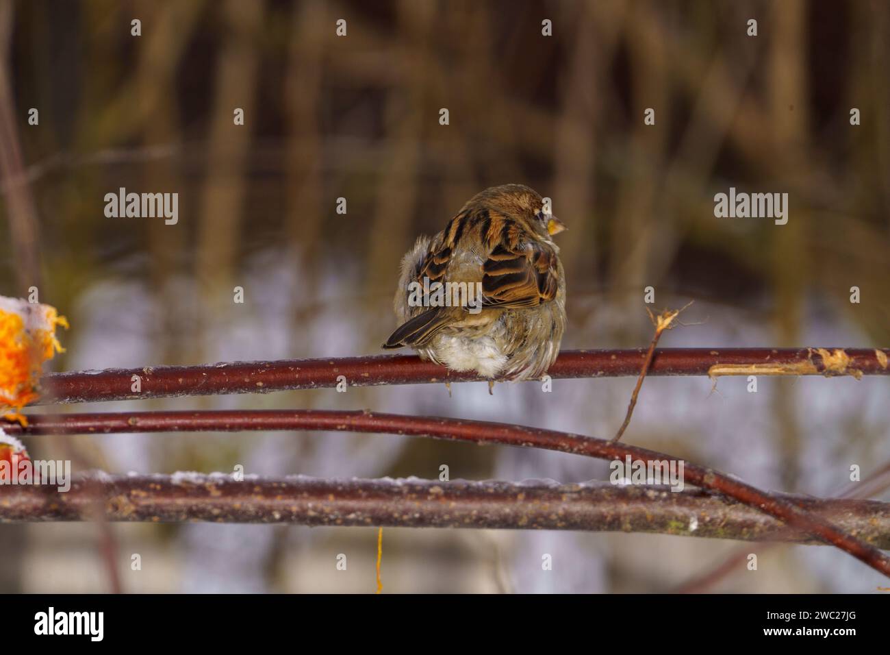 Passer domesticus famille Passeridae Genus passer House moineau nature sauvage photographie d'oiseaux, image, papier peint Banque D'Images