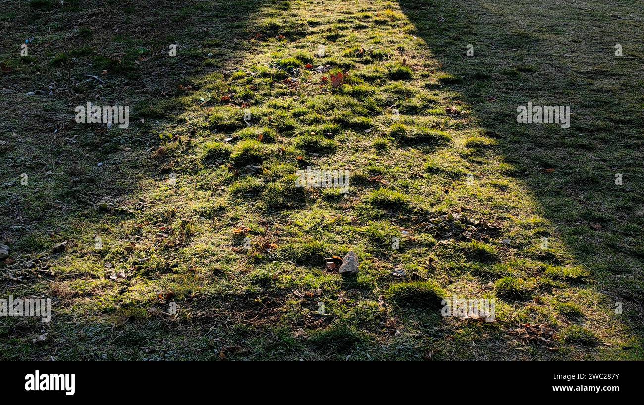 Éclairage du parc par le soleil du matin. Champ d'herbe. Ici vient la lumière. Concept. Banque D'Images