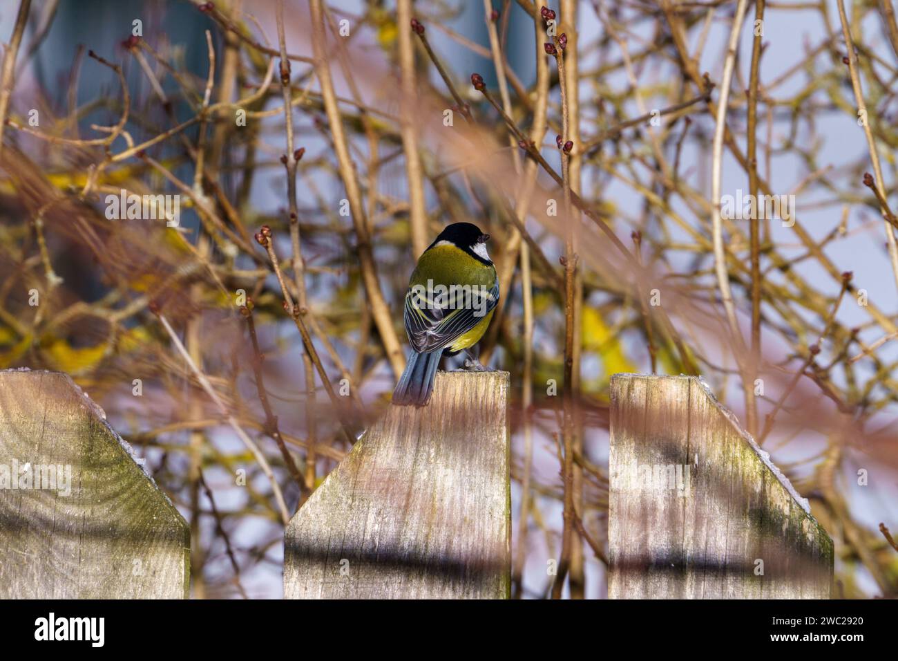 Parus Major Family Paridae genus Parus Eurasian Great tit Wild nature oiseau papier peint, image, photographie Banque D'Images