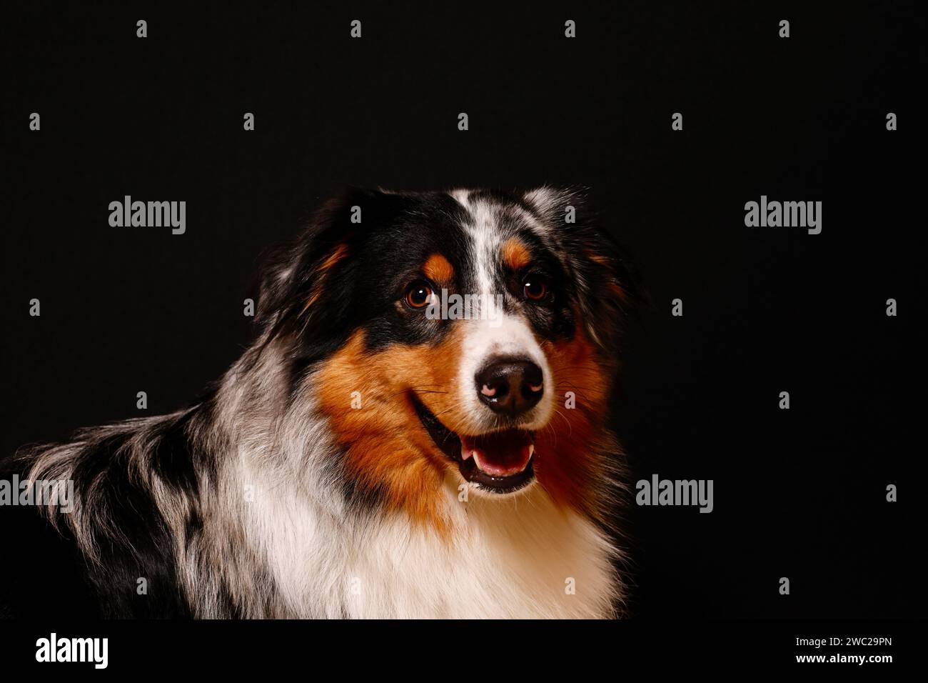 Berger australien dans un studio avec un fond noir Banque D'Images