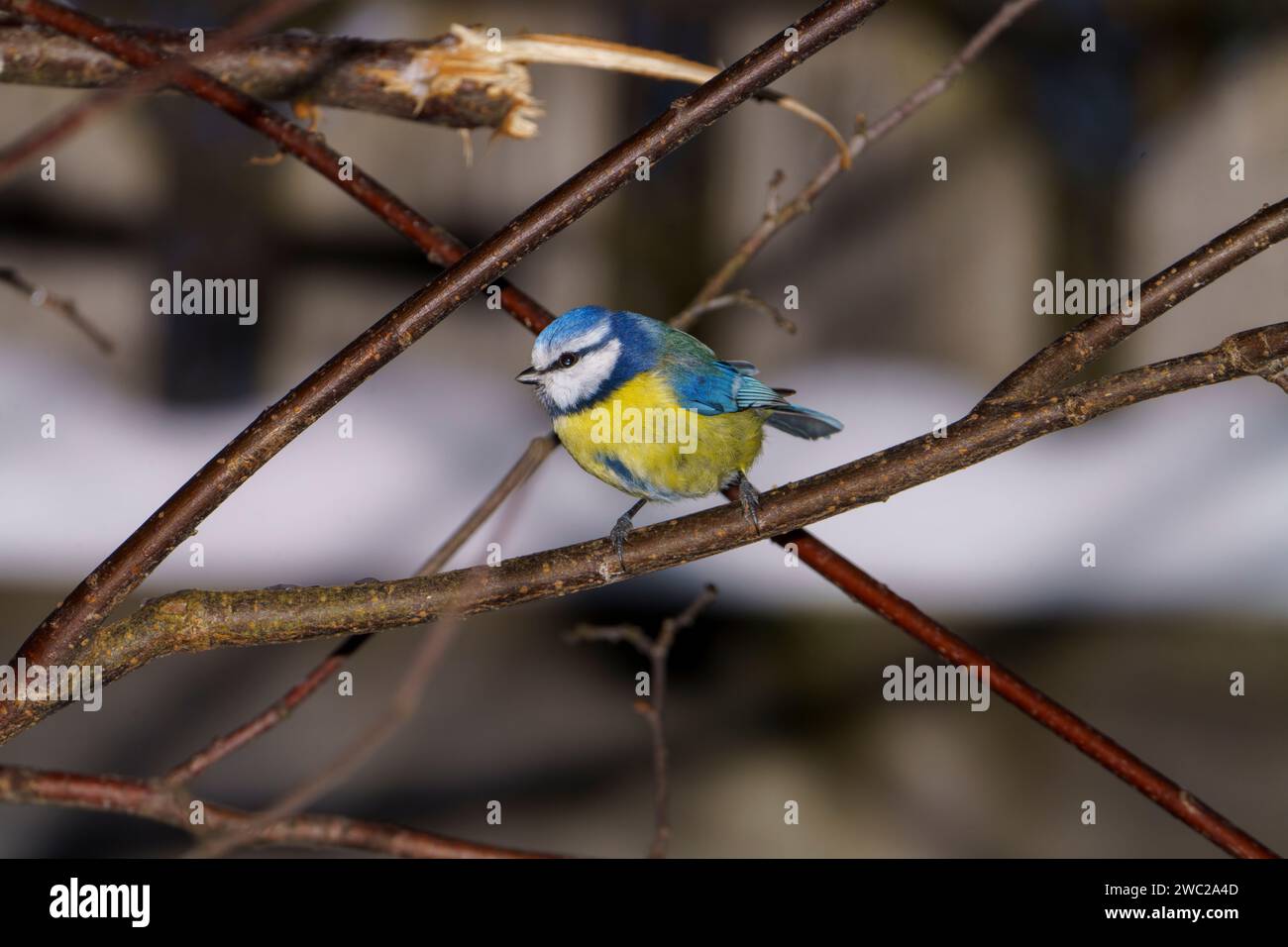 Cyanistes caeruleus Family Paridae Genus Cyanistes Blue tit mangeant pomme - photographie d'oiseaux de nature sauvage, image, papier peint Banque D'Images