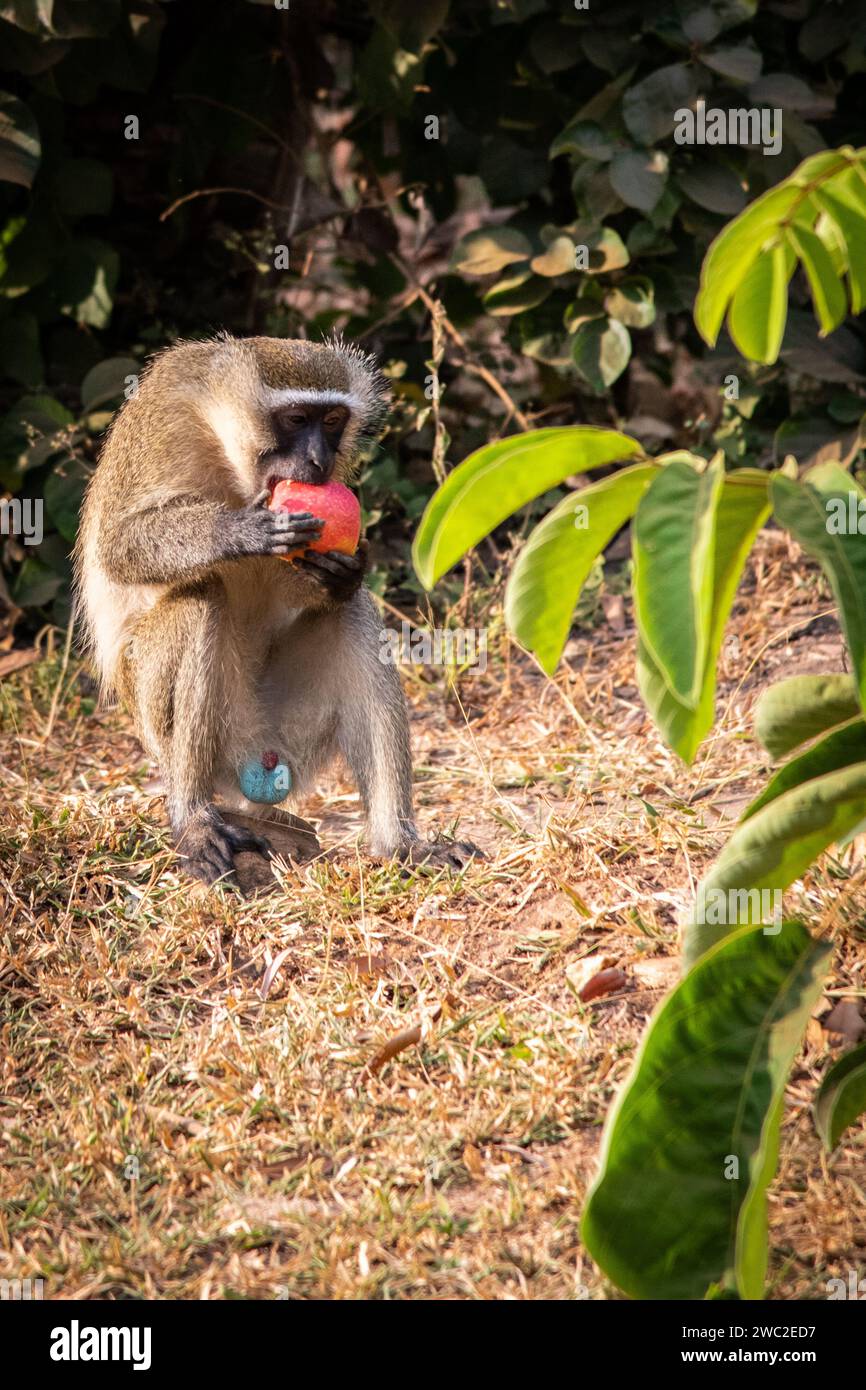Vervet Monkey appréciant une pomme après avoir volé dans une voiture de tourisme Banque D'Images