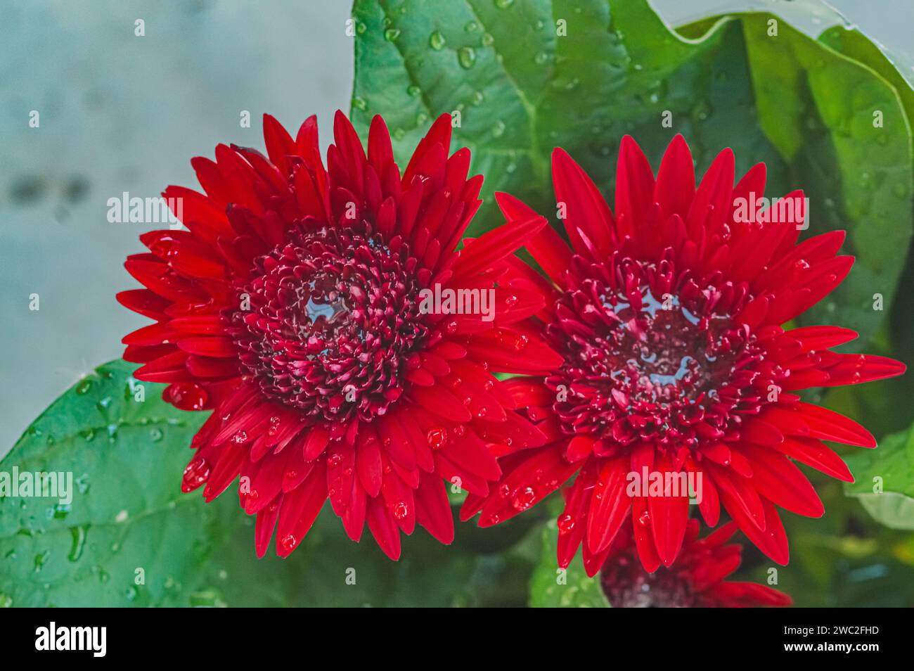 Gerbera rouge ou Gerbera jamesonii, fleur rouge qui représente l'acte d'être profondément amoureux, lumière naturelle. Banque D'Images