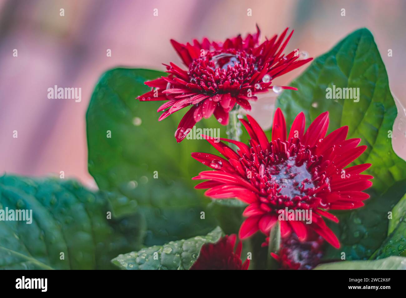 Gerbera rouge ou Gerbera jamesonii, fleur rouge qui représente l'acte d'être profondément amoureux, lumière naturelle. Banque D'Images