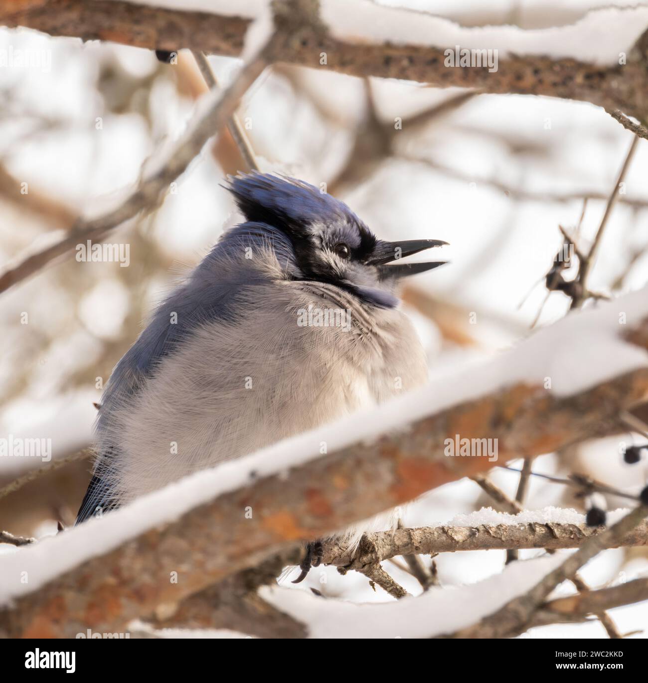 Gros plan d'un geai bleu dans un arbre enneigé Banque D'Images