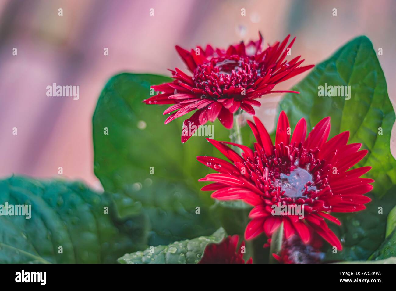 Gerbera rouge ou Gerbera jamesonii, fleur rouge qui représente l'acte d'être profondément amoureux, lumière naturelle. Banque D'Images