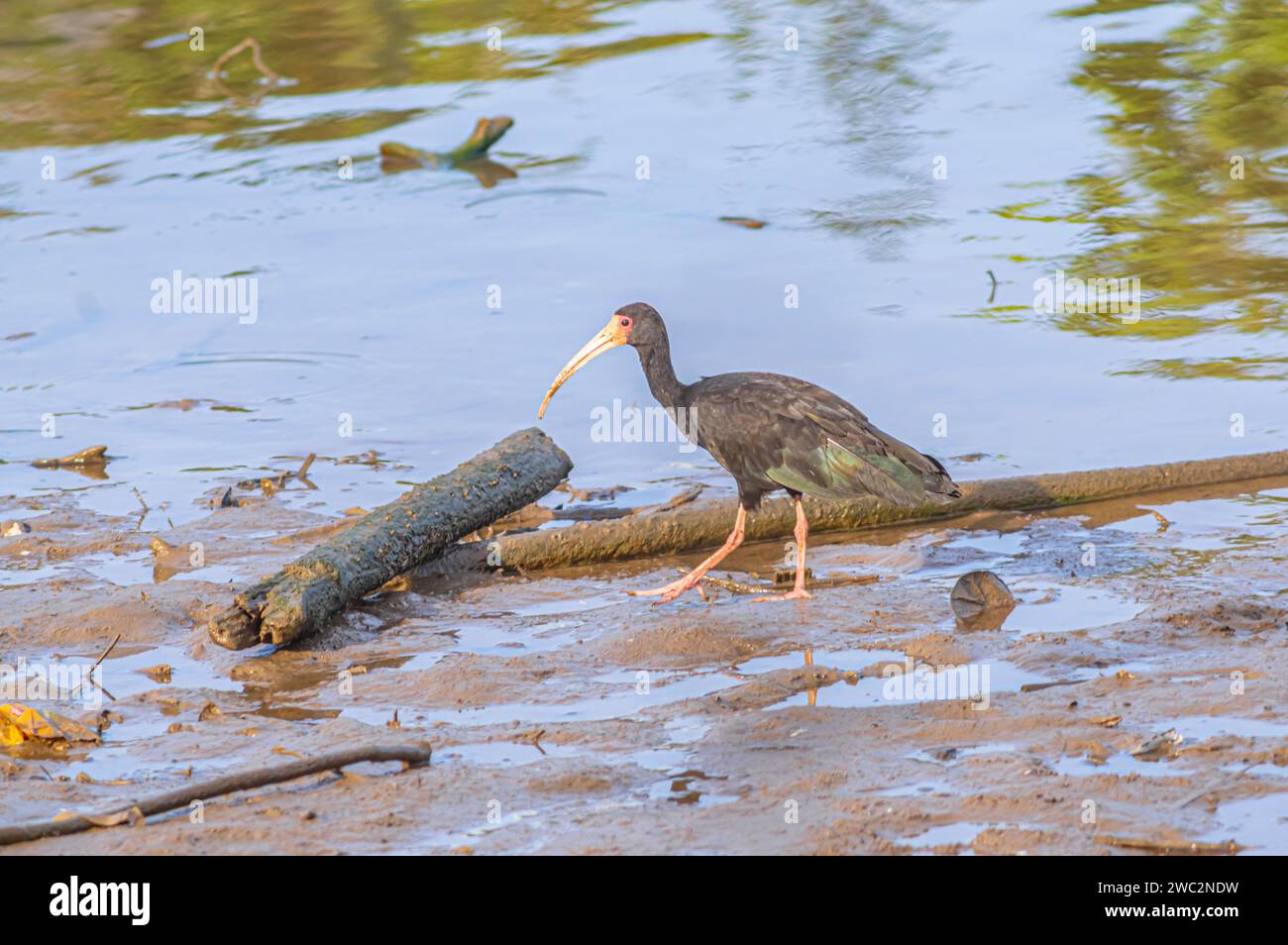 Phimosus infuscatus ou tapirucu à visage nu, oiseau des marais à la recherche de nourriture dans la boue par une journée ensoleillée. Banque D'Images