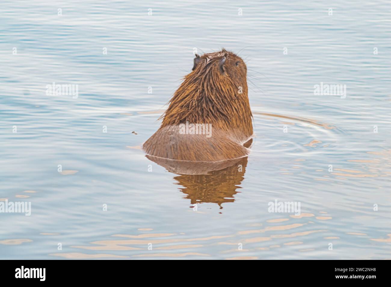 Capybaras dans un étang avec un poussin caressant sa mère, Hydrochoerus hydrochaeris, lumière du jour. Banque D'Images