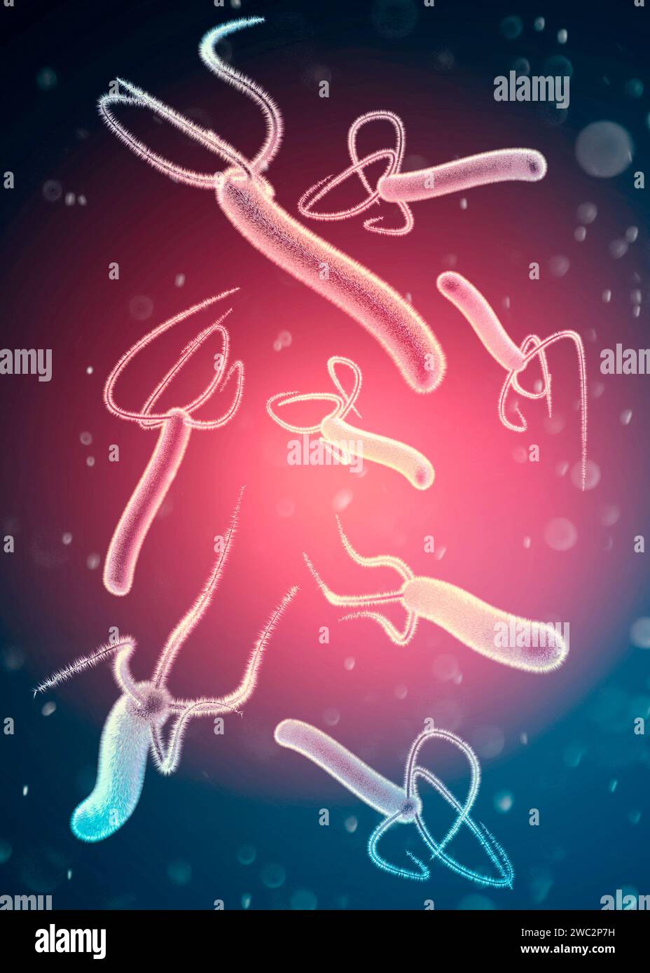 Helicobacter pylori est une bactérie à Gram négatif, flagellée, hélicoïdale. Il est capable de coloniser la muqueuse gastrique. rendu 3d. Banque D'Images