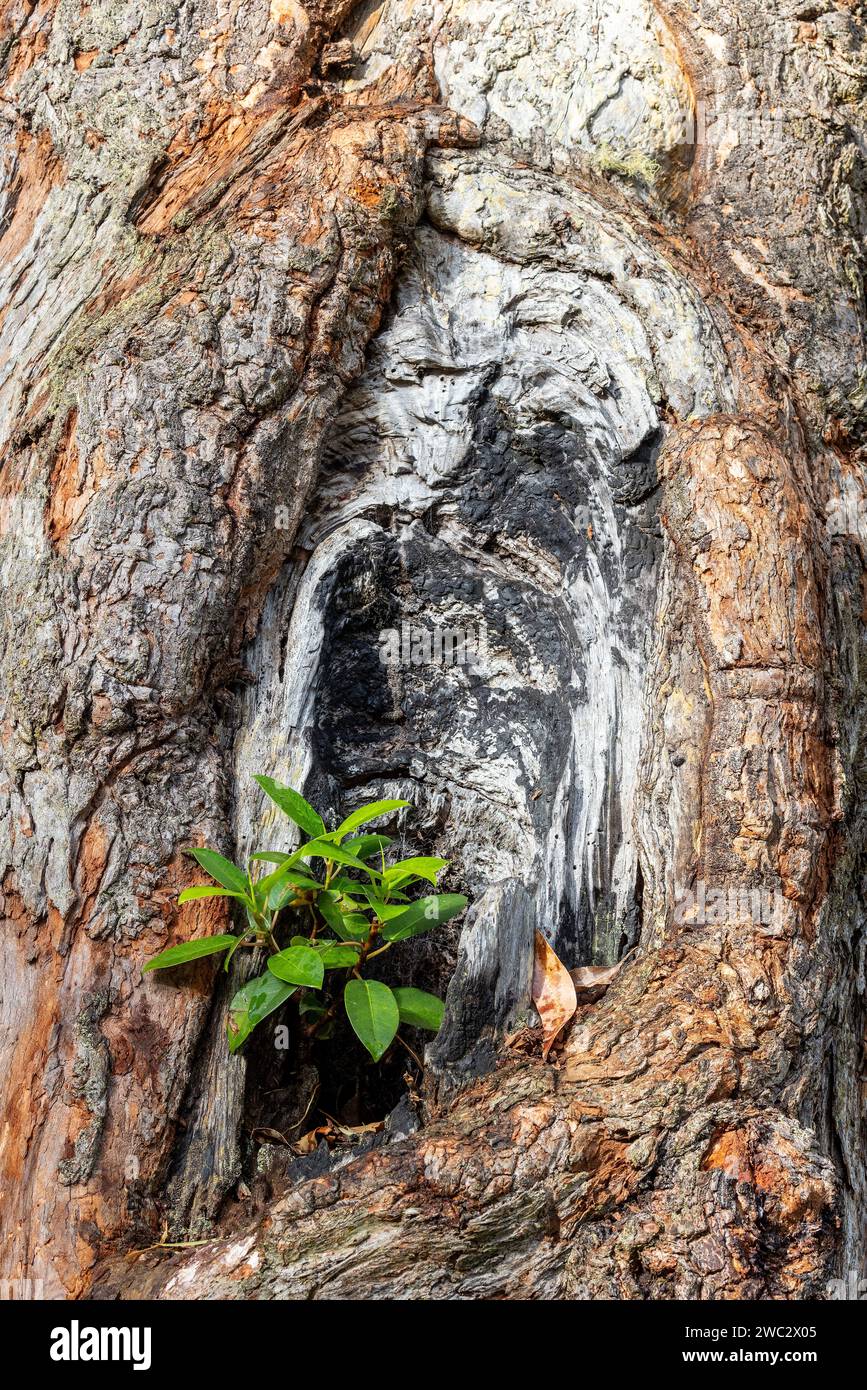 Australian Port Jackson Fig Tree a pris racine sur un grand Gum Tree Banque D'Images
