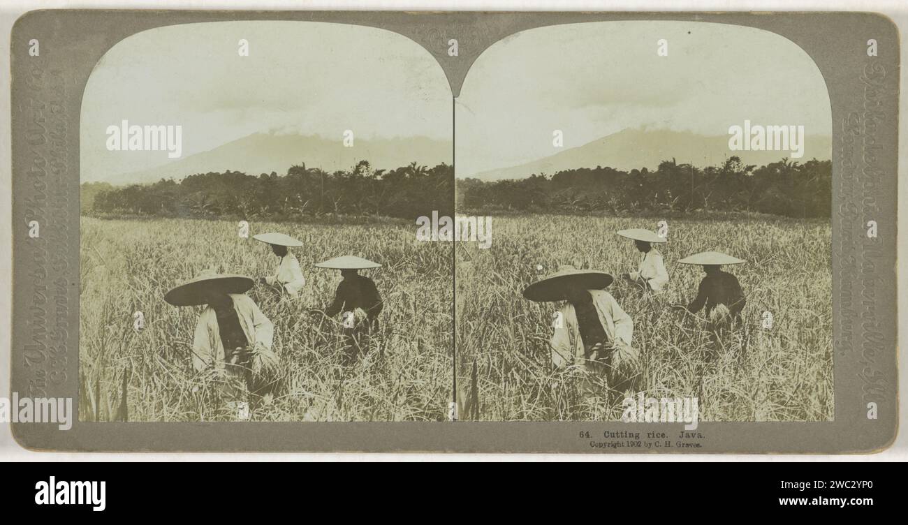 Travailleurs sur le terrain dans un champ de riz à Java, Carleton Harlow graves, Universal photo Art Company, 1902 Stereography Javapublisher : Philadelphia (possiblement) Cardboard. baryta papier gélatine argentique imprimer terres cultivées. céréales, céréales, maïs (herbe avec céréales, cultivée pour l'alimentation, par exemple : blé, riz, seigle, avoine, maïs, sarrasin, millet). Moissonner, cueillir, tondre  récolter Java Banque D'Images