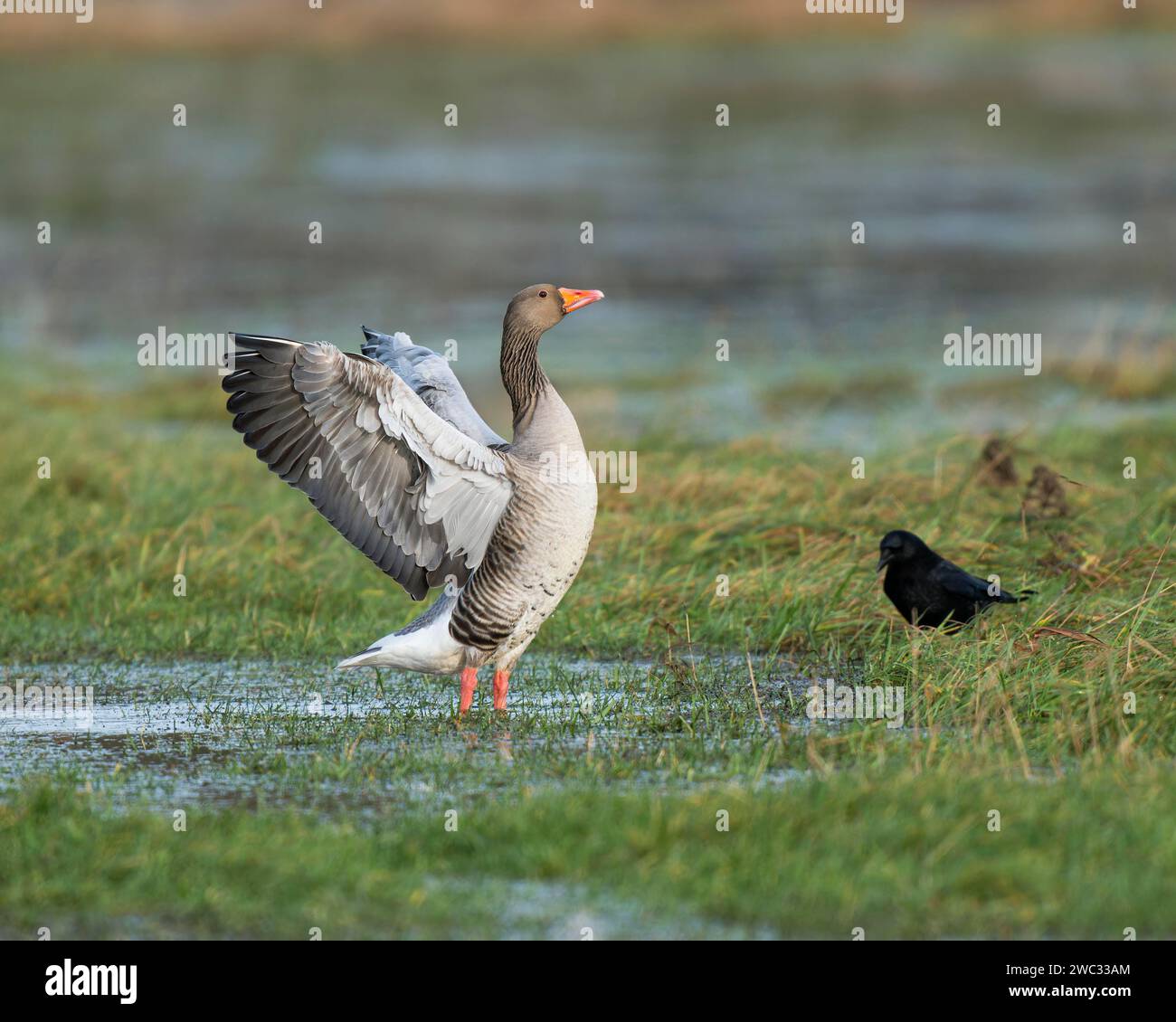 L'oie Greylag (Anser anser), debout sur un pré inondé et battant ses ailes, réserve naturelle de Barnbruchswiesen et Ilkerbruch, Basse-Saxe Banque D'Images