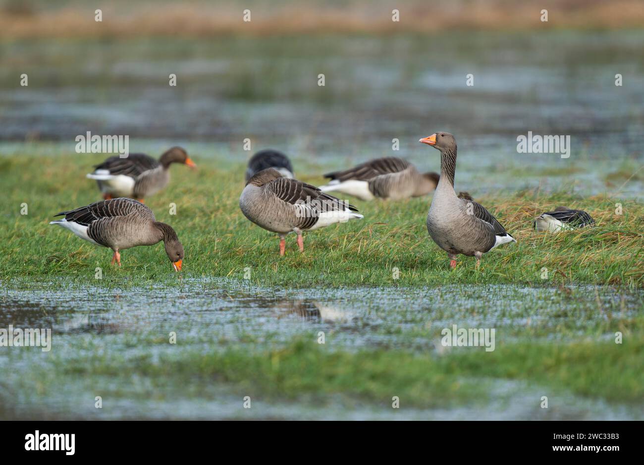 Oies grelag (Anser anser), oies grelag à la recherche de nourriture sur une prairie inondée, réserve naturelle de Barnbruchswiesen et Ilkerbruch, Basse-Saxe, Allemagne Banque D'Images