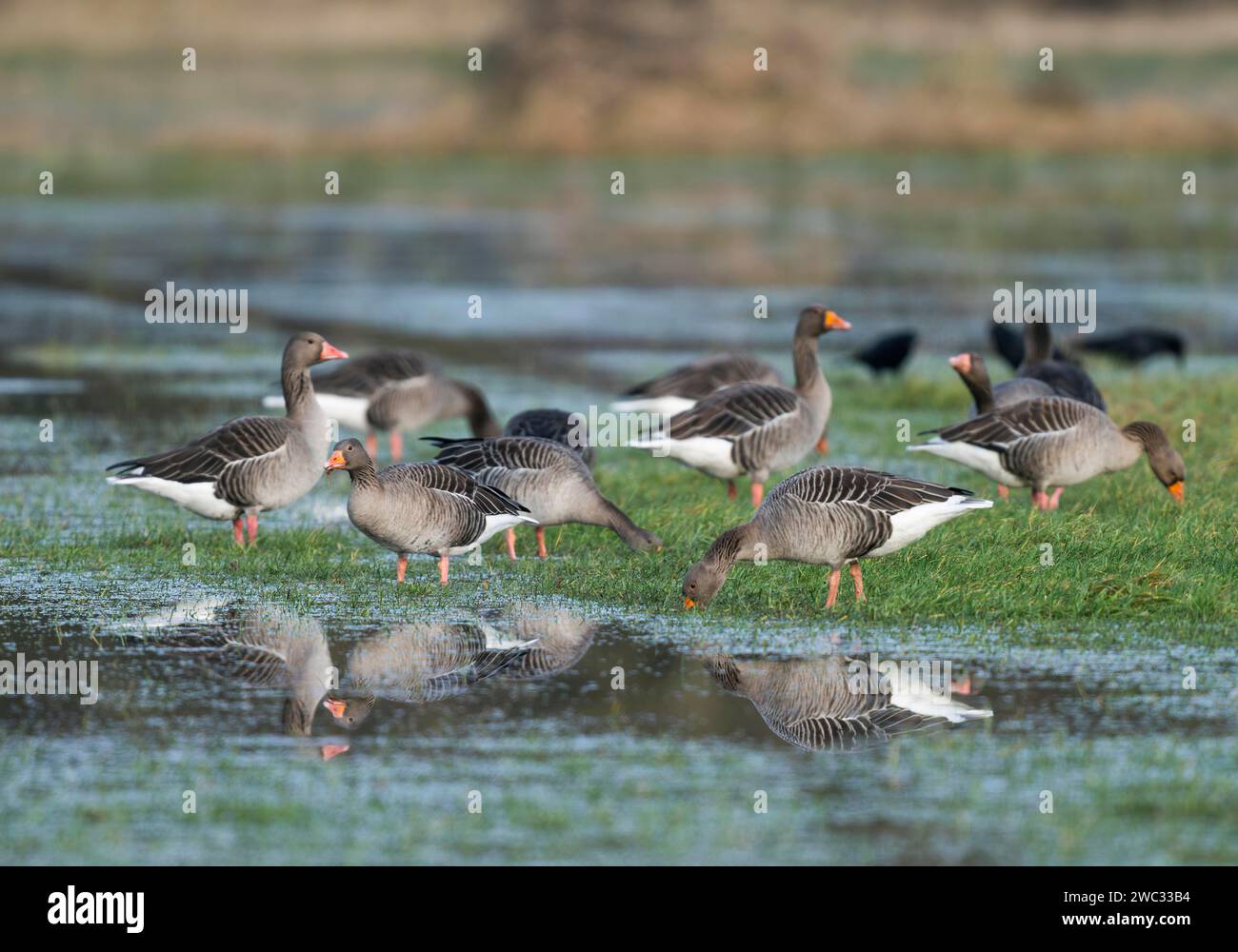 Oies grelag (Anser anser), oies grelag à la recherche de nourriture sur une prairie inondée, réserve naturelle de Barnbruchswiesen et Ilkerbruch, Basse-Saxe, Allemagne Banque D'Images