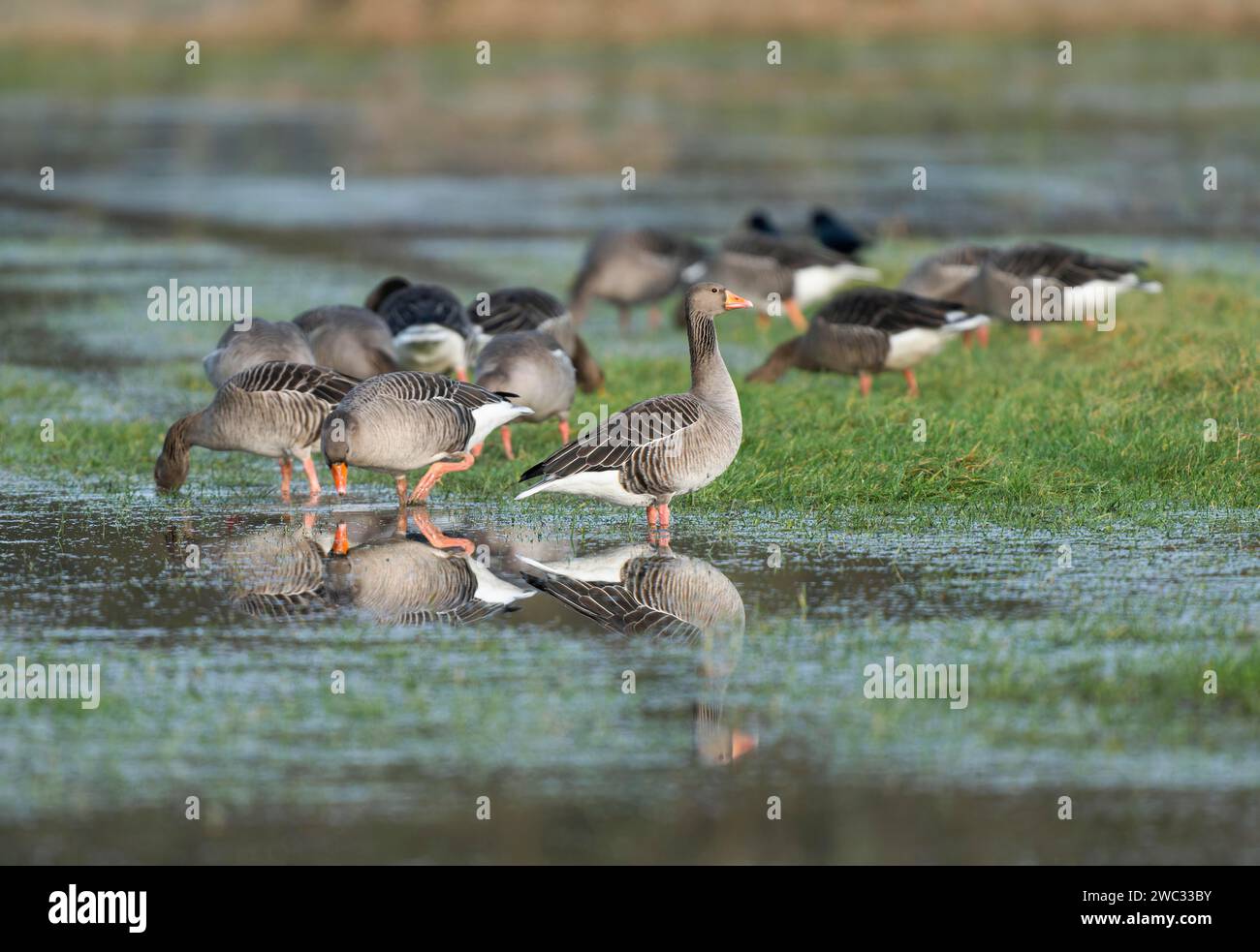 Oies grelag (Anser anser), oies grelag à la recherche de nourriture sur une prairie inondée, réserve naturelle de Barnbruchswiesen et Ilkerbruch, Basse-Saxe, Allemagne Banque D'Images