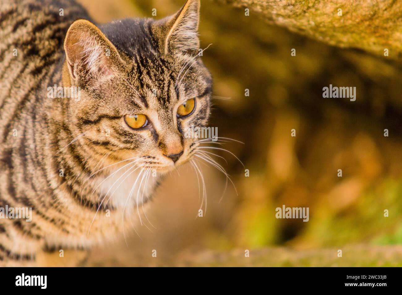 Gros plan d'un chat tabby noir et blanc avec un fond flou doux Banque D'Images