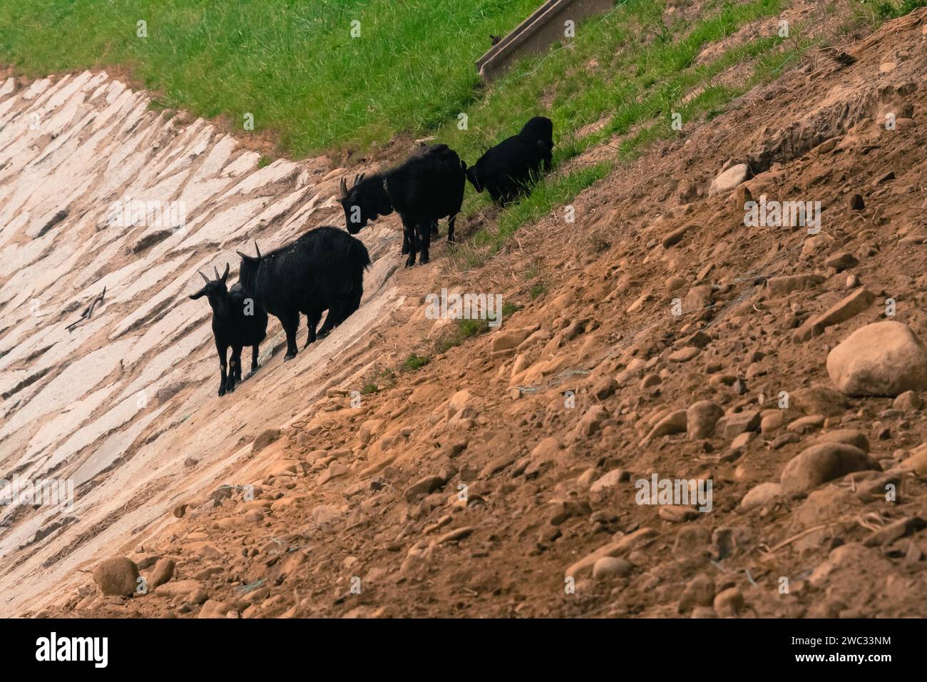 Petit troupeau de chèvres noires paissant sur le flanc d'une colline rocheuse Banque D'Images