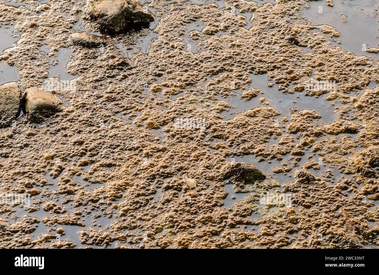 Gros plan des œufs de grenouille sur le dessus de l'eau dans la rivière tranquille Banque D'Images