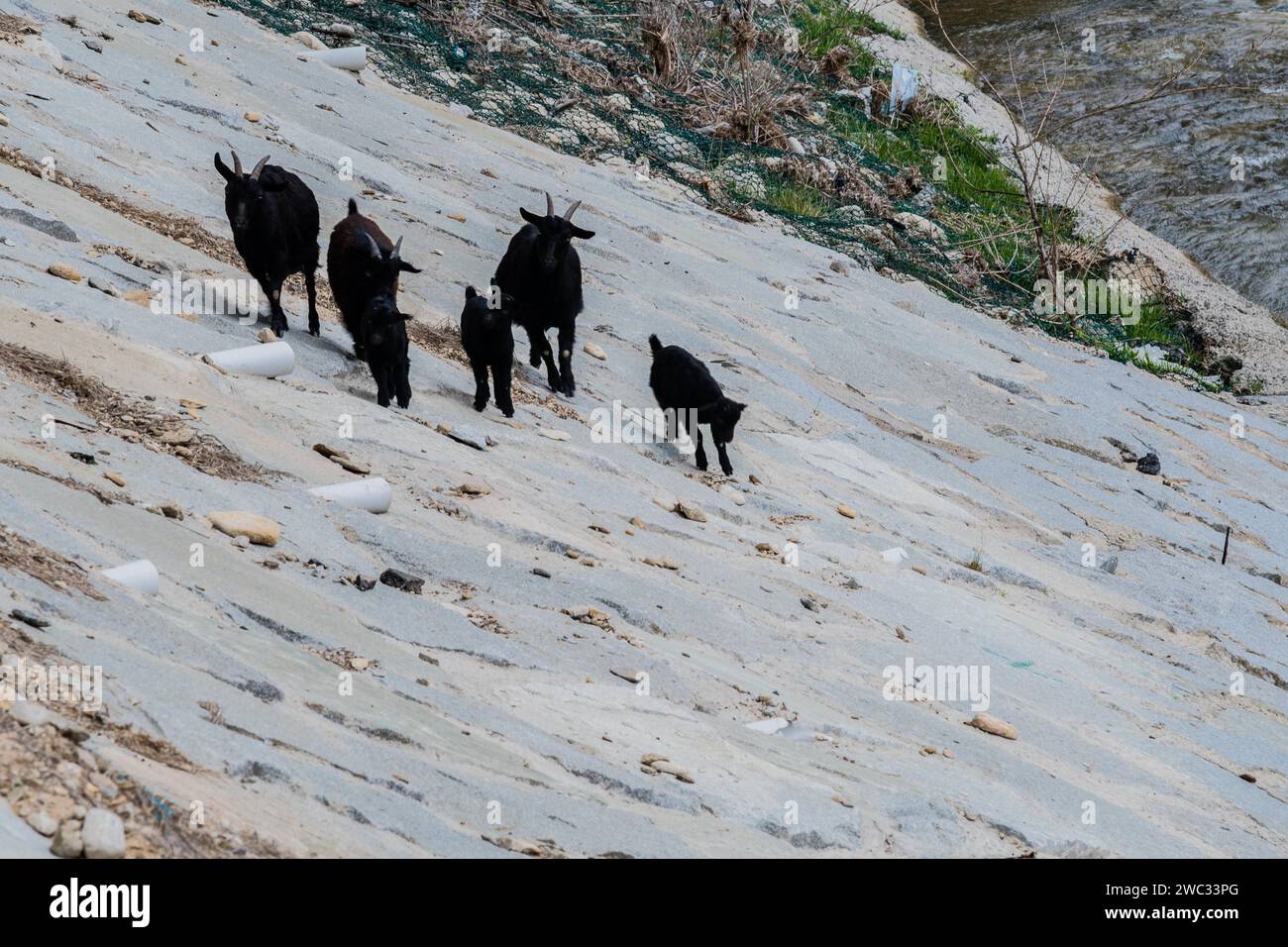 Petit troupeau de chèvres noires sur le flanc d'une colline à côté d'une rivière Banque D'Images