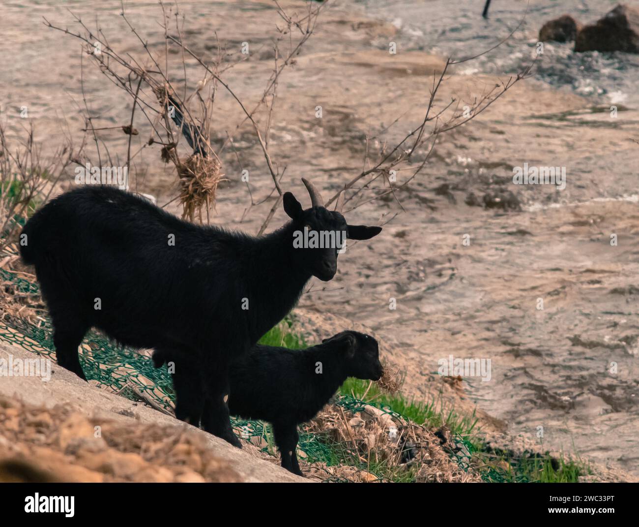 Deux chèvres noires, un adulte et un enfant, sur le flanc d'une colline à côté d'une rivière Banque D'Images
