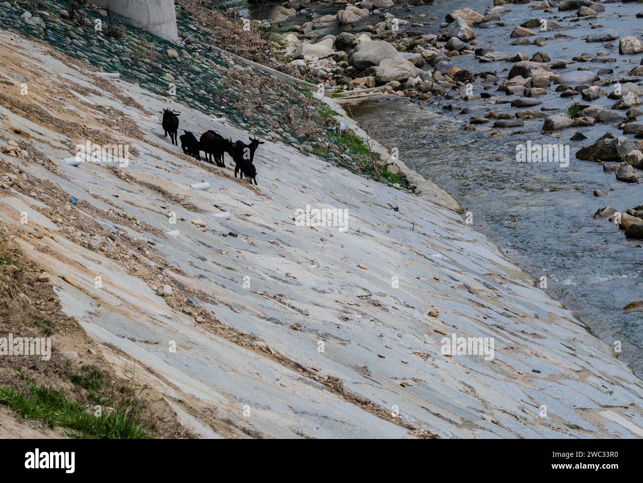 Petit troupeau de chèvres noires sur le flanc d'une colline à côté d'une rivière Banque D'Images