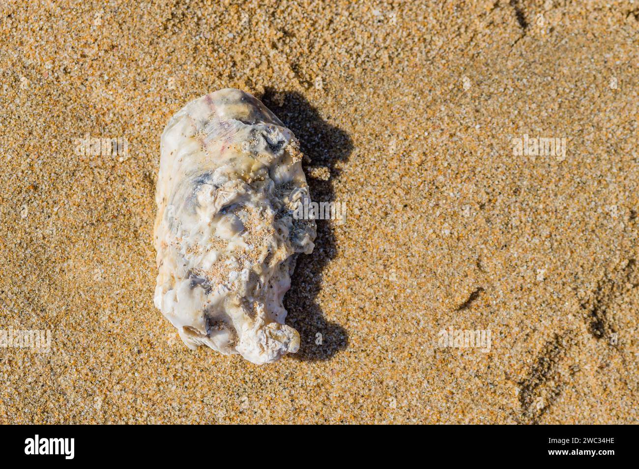 Coquillage unique posé dans le sable sur une plage Banque D'Images
