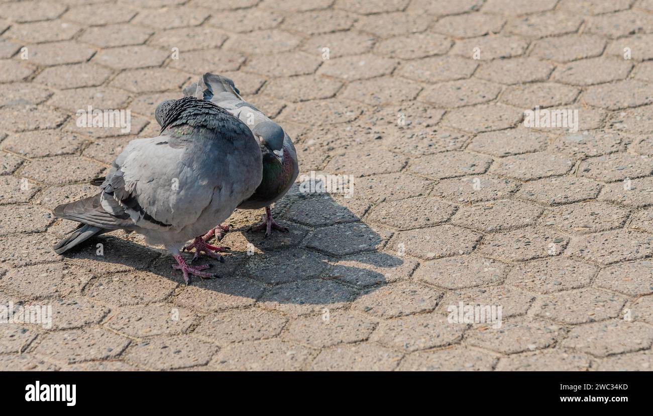 Gros plan de deux pigeons à la recherche de nourriture sur le terrain bétonné d'un parc à Séoul, Corée du Sud Banque D'Images