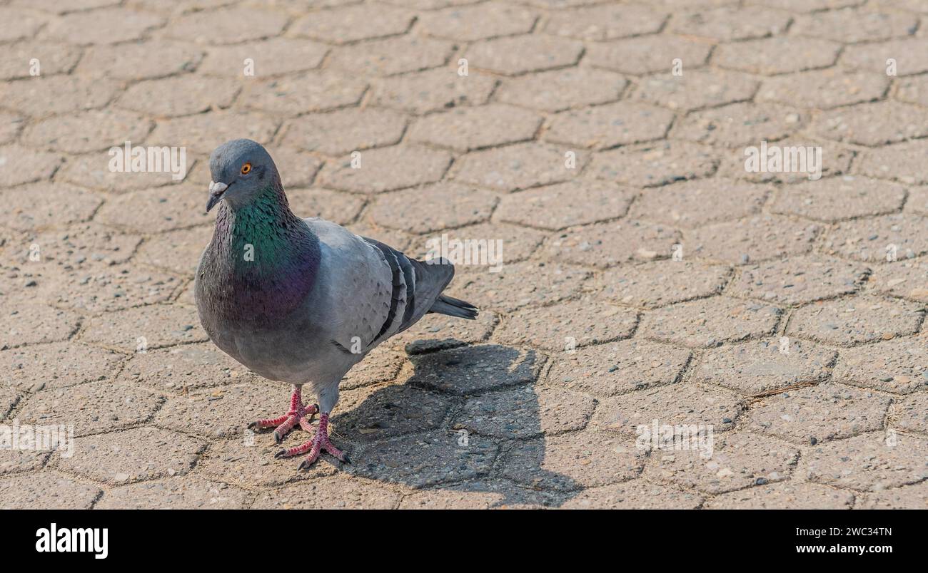 Gros plan d'un pigeon sur béton dans un parc à Séoul, Corée du Sud Banque D'Images