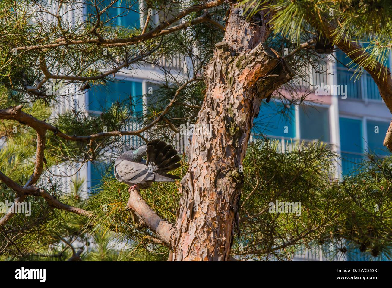 Pigeon sur la branche d'arbre avec des plumes de queue froissées pour ressembler à un éventail avec le bâtiment en arrière-plan Banque D'Images
