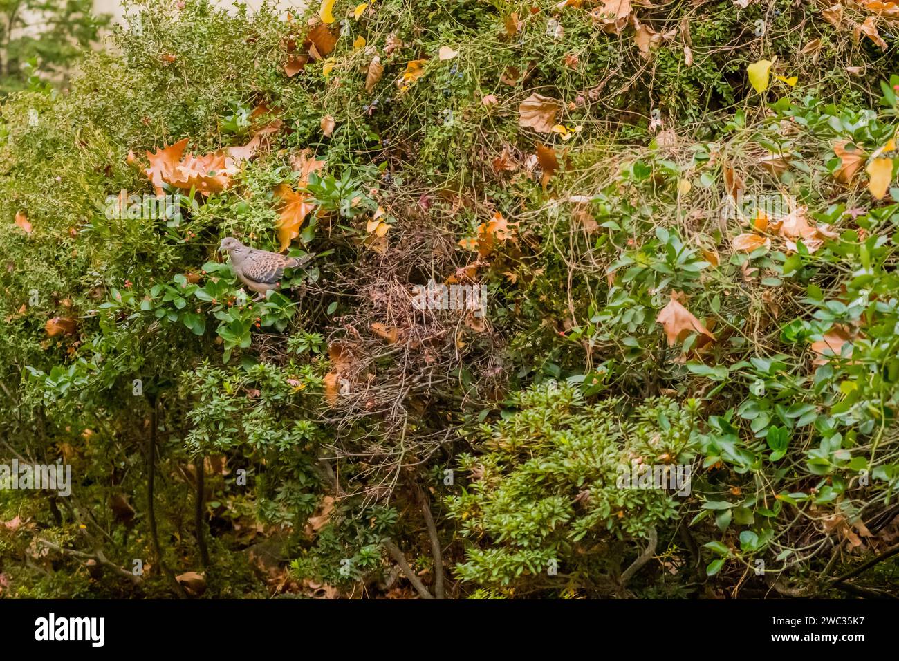 Tourterelle orientale perchée sur le buisson de baies de cotoneaster Banque D'Images