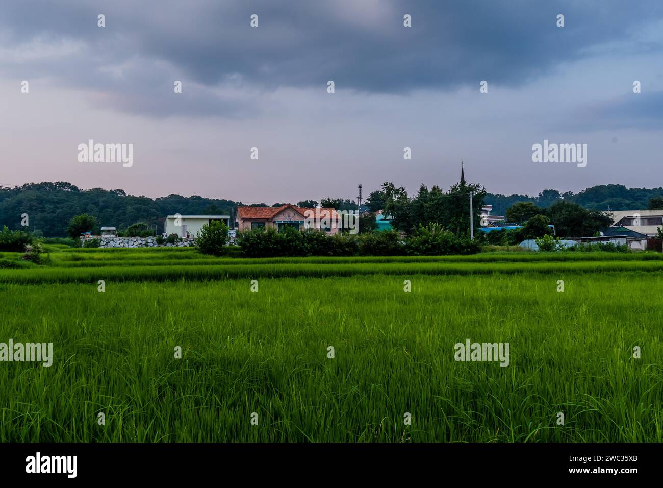 Paysage de maison avec un toit de tuiles rouges derrière des buissons verts au bord d'une riziculture avec des germes verts sous un ciel nuageux en Corée Banque D'Images