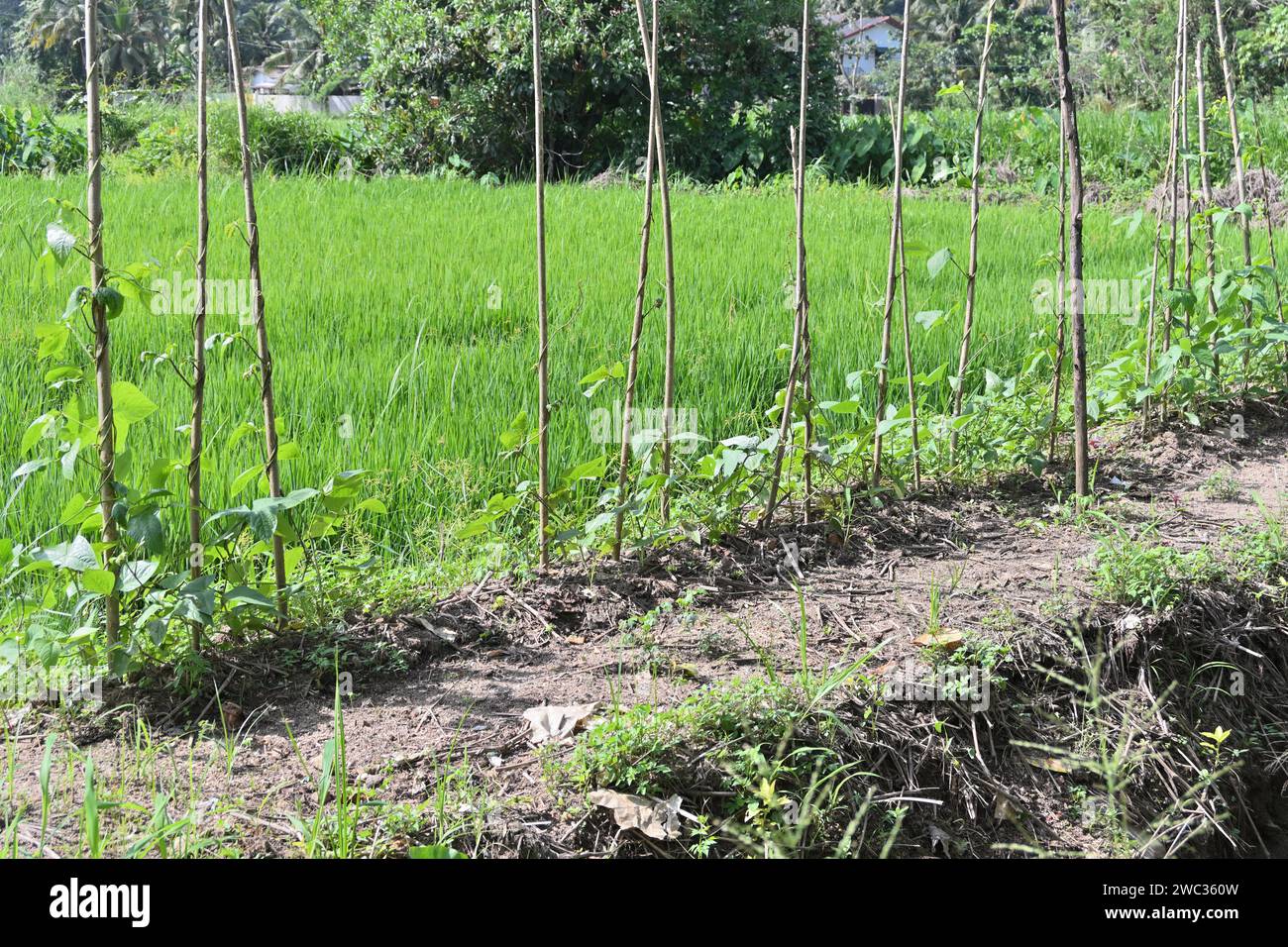 Plusieurs plants de vigne de haricot de serpent (haricot d'asperge) poussant dans une rangée avec les bâtons de soutien pour grimper. Les vignes sont cultivées sur un porti de sol élevé Banque D'Images