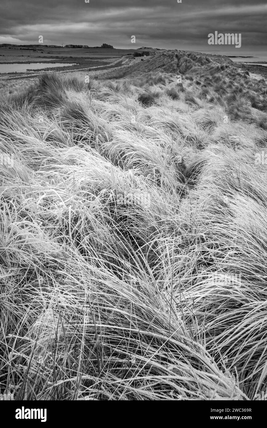Beau paysage d'hiver noir et blanc d'herbe gelée rare sur des dunes de sable sur la plage de Northumberland en Angleterre Banque D'Images