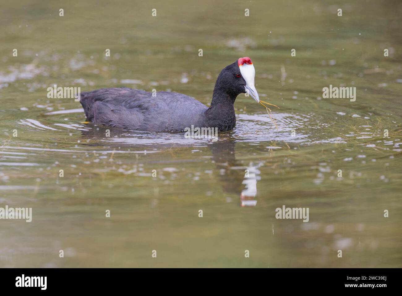 Marmite rouge (Fulica cristata), zone humide près d'Alicante, Andalousie, Espagne Banque D'Images