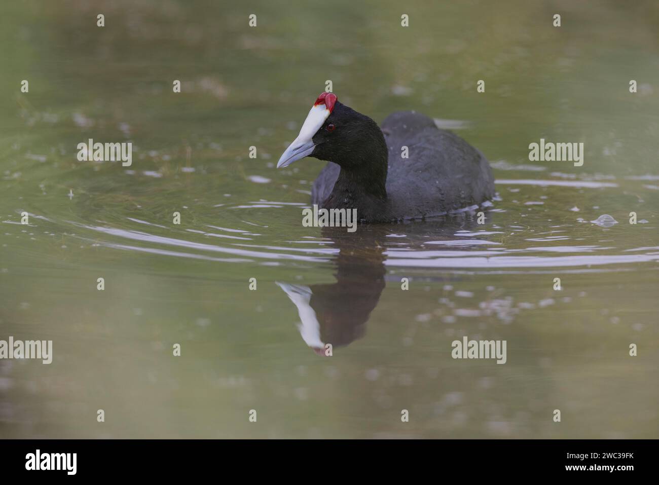 Marmite rouge (Fulica cristata), zone humide près d'Alicante, Andalousie, Espagne Banque D'Images