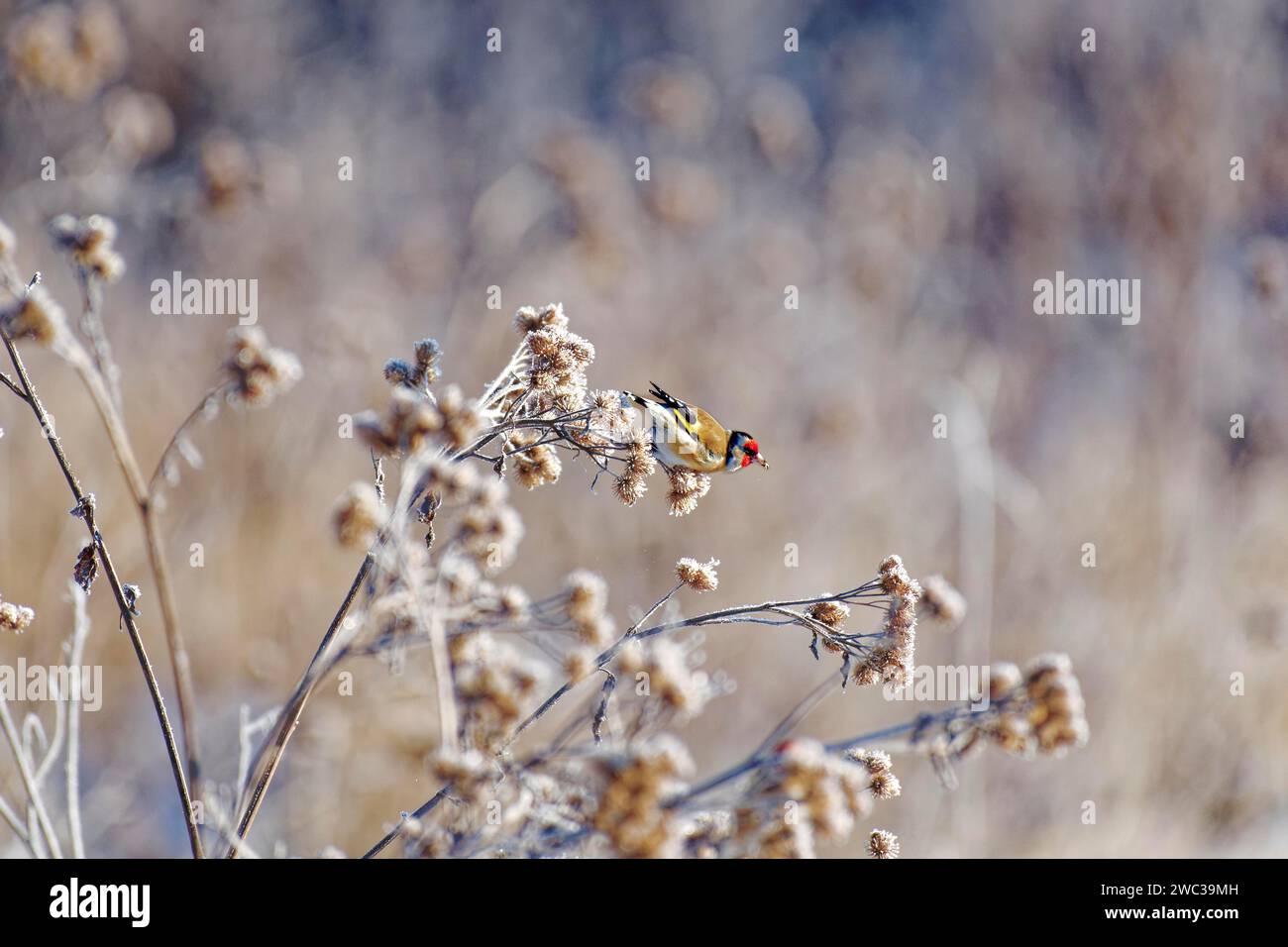 Finchois européen (Carduelis carduelis), finchois rouge, en hiver, sur du chardon brun avec gel de canular, Wismar, Mecklembourg-Poméranie occidentale, Allemagne Banque D'Images