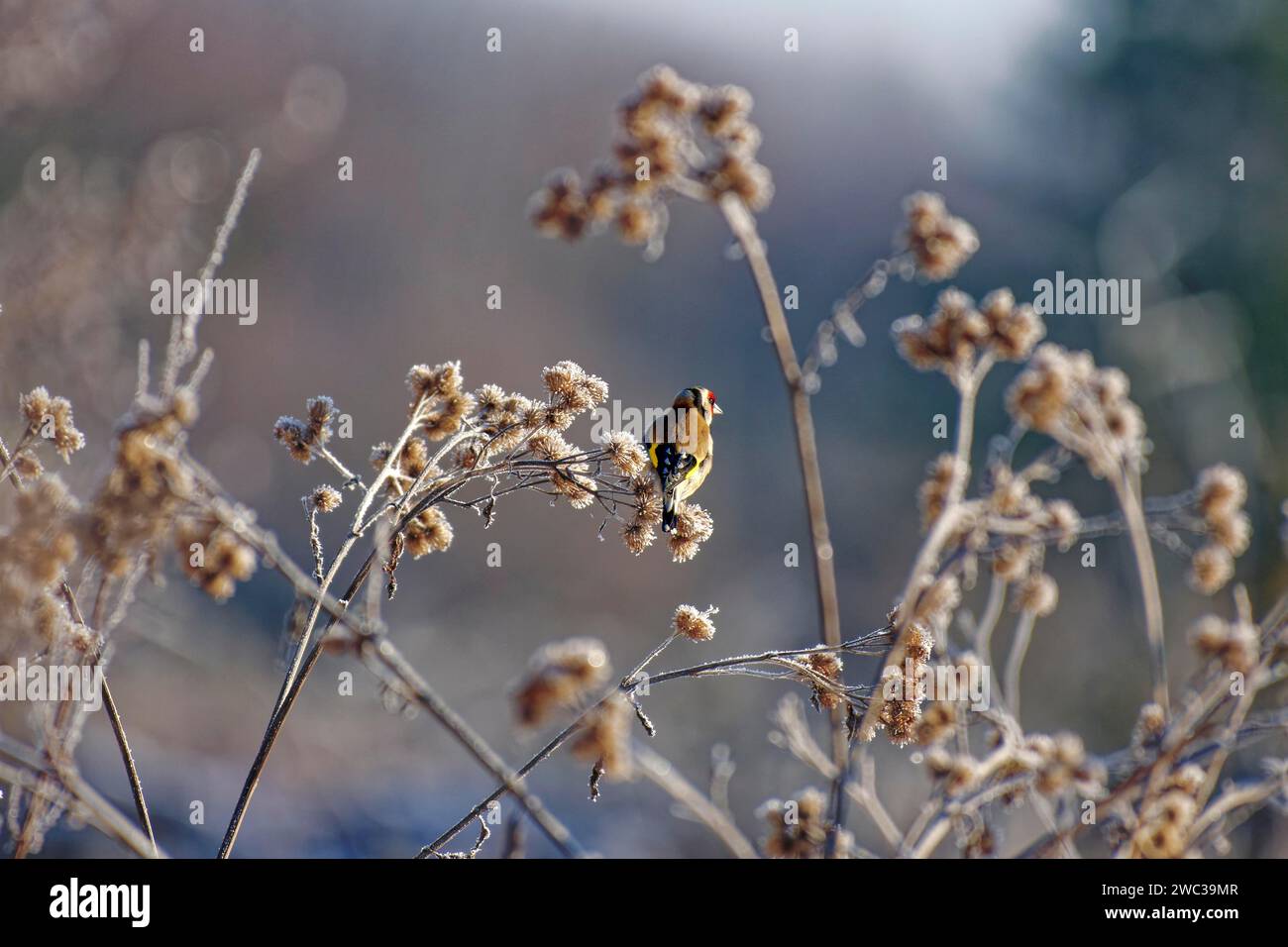 Finchois européen (Carduelis carduelis), finchois rouge, en hiver, sur du chardon brun avec gel de canular, Wismar, Mecklembourg-Poméranie occidentale, Allemagne Banque D'Images