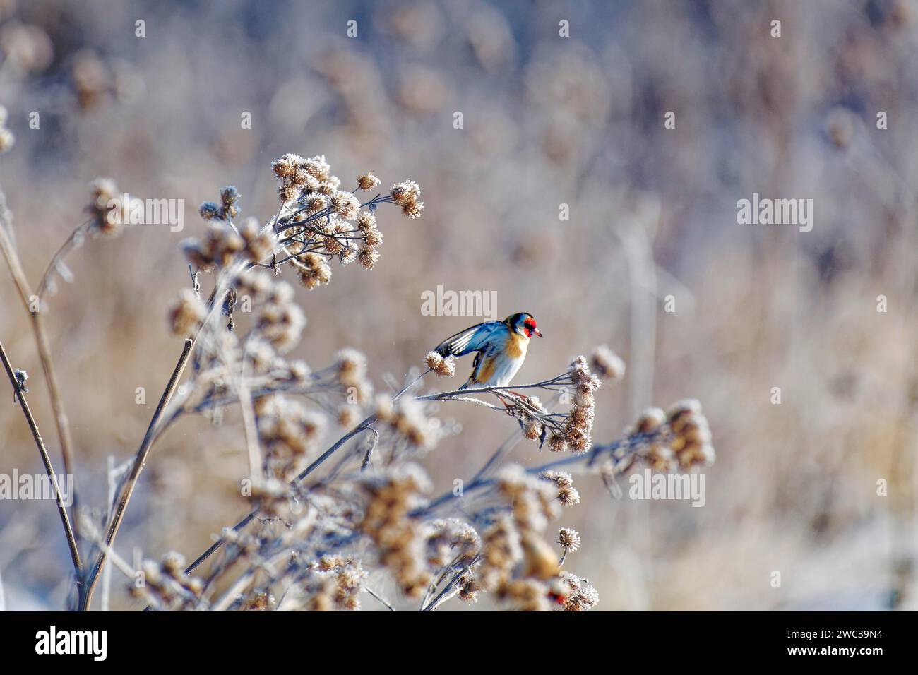 Finchois européen (Carduelis carduelis), finchois rouge, en hiver, sur du chardon brun avec gel de canular, Wismar, Mecklembourg-Poméranie occidentale, Allemagne Banque D'Images