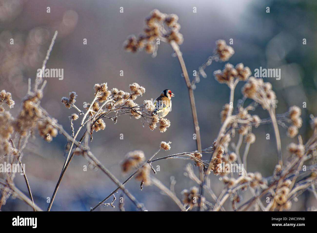 Finchois européen (Carduelis carduelis), finchois rouge, en hiver, sur du chardon brun avec gel de canular, Wismar, Mecklembourg-Poméranie occidentale, Allemagne Banque D'Images