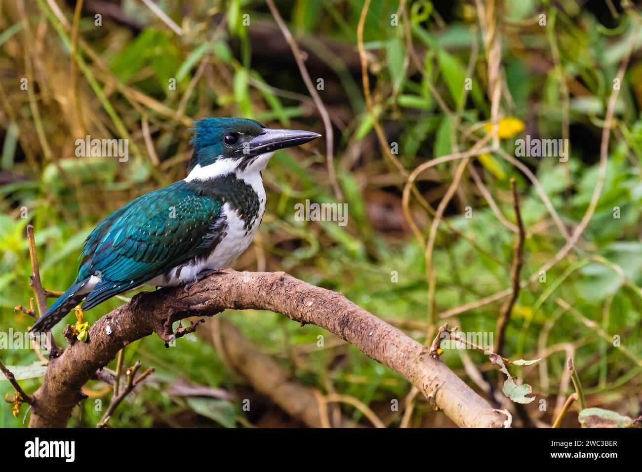 Amazonian Kingfisher, femelle, Chlorocery&lt, le amazona, perche, Costa Rica, Amérique centrale Banque D'Images