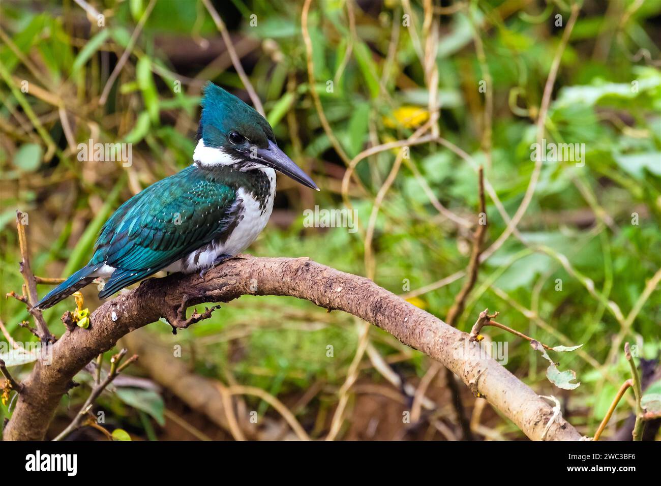 Amazonian Kingfisher, femelle, Chlorocery&lt, le amazona, perche, Costa Rica, Amérique centrale Banque D'Images