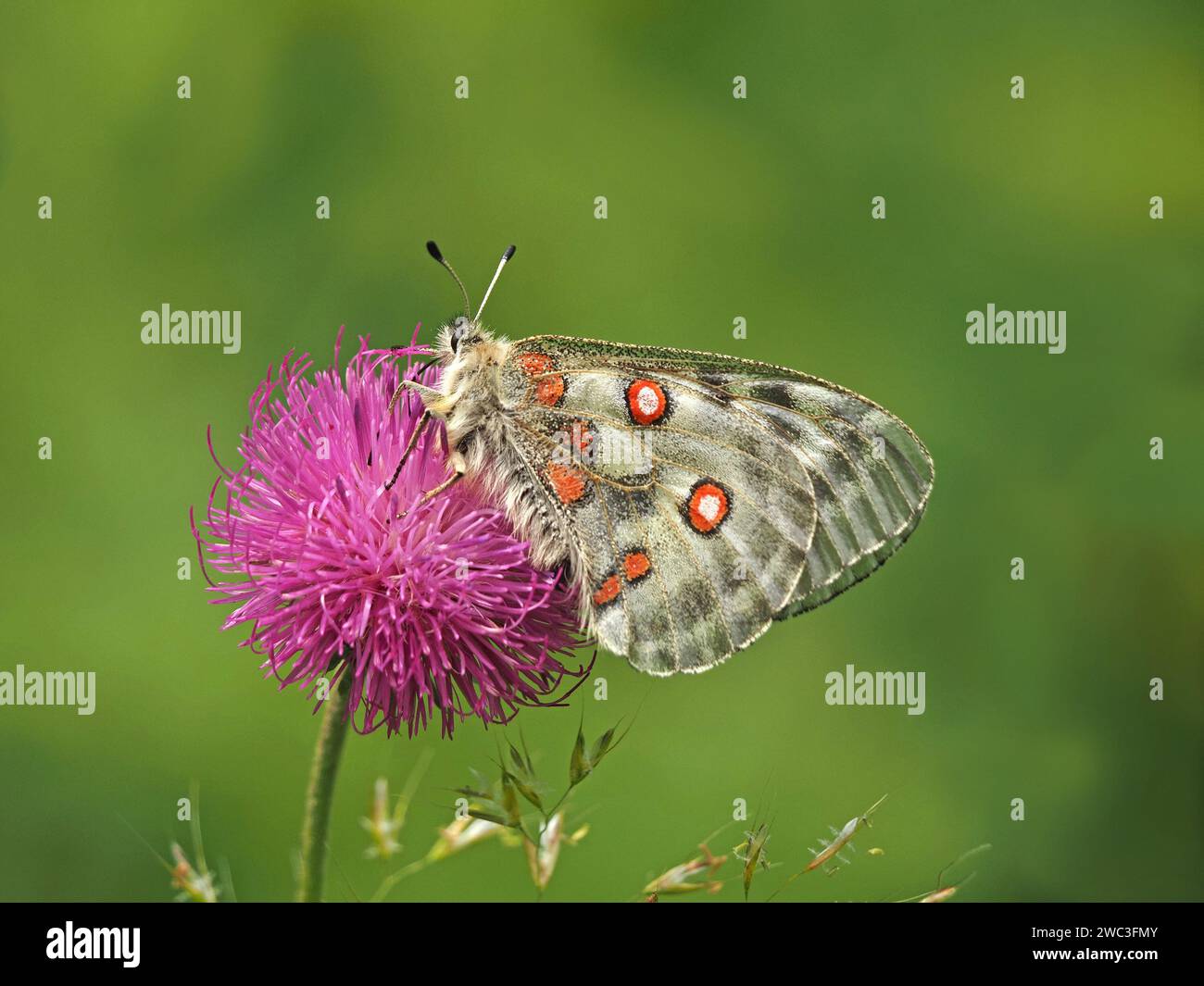 f Apollon ou Apollon de montagne (Parnassius apollo) papillon se nourrissant de fleur violette de chardon des prairies (Cirsium disséqutum) dans les contreforts des Alpes italiennes Banque D'Images