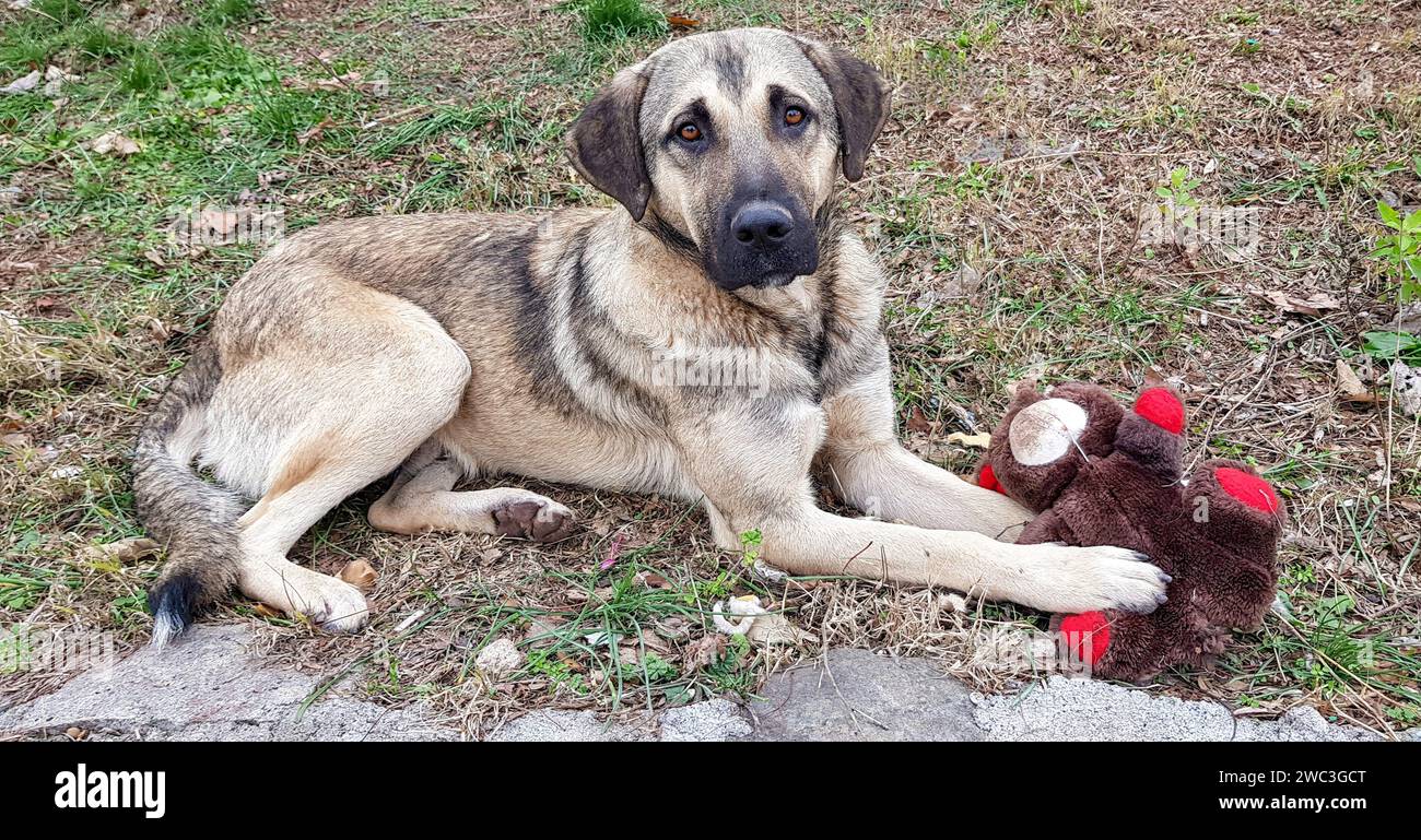 Le grand chien errant et ours en peluche. Compagnon solitaire. Regard triste. Tout le monde a besoin d'un ami. Moment adorable. Race de chien berger anatolien. Banque D'Images