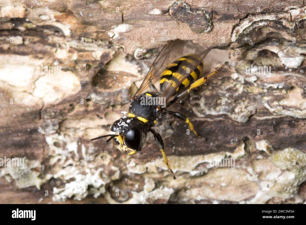 Guêpe solitaire femelle (Ectemnius sp) sortant de son nid dans une bûche pourrie. Photographié à Sunderland, dans le nord-est de l'Angleterre. Banque D'Images