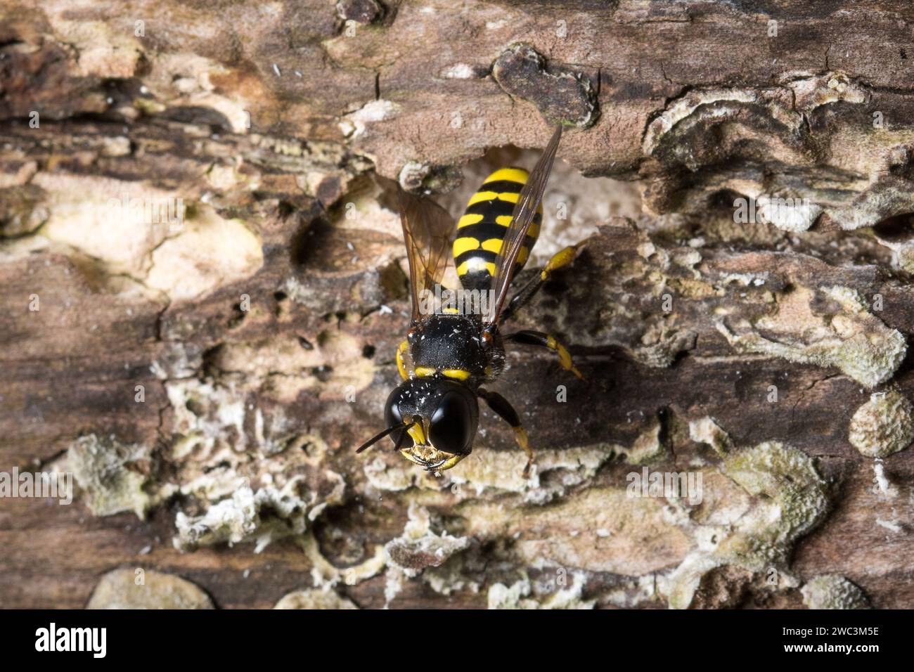Guêpe solitaire femelle (Ectemnius sp) sortant de son nid dans une bûche pourrie. Photographié à Sunderland, dans le nord-est de l'Angleterre. Banque D'Images