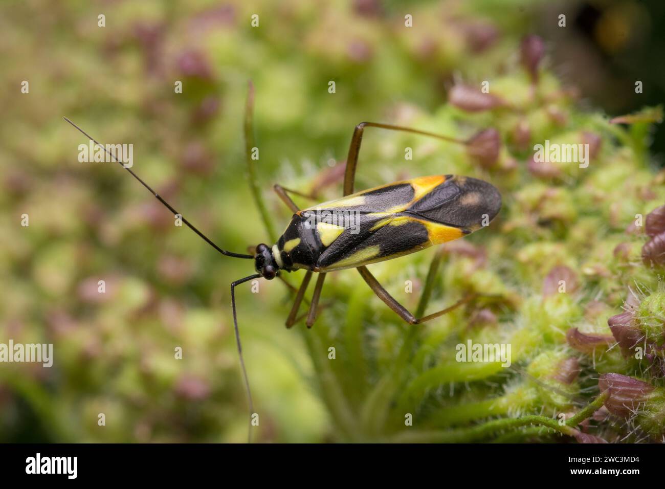 Alimentation d'un insecte miride (probablement Dryophilocoris flavoquadrimaculatus). Photographié au Thornley Woodland Centre, Tyne & Wear, Angleterre du Nord-est Banque D'Images